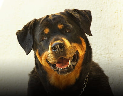 adult rottweiler, dog, pets, animal, cute, canine, one animal HD wallpaper