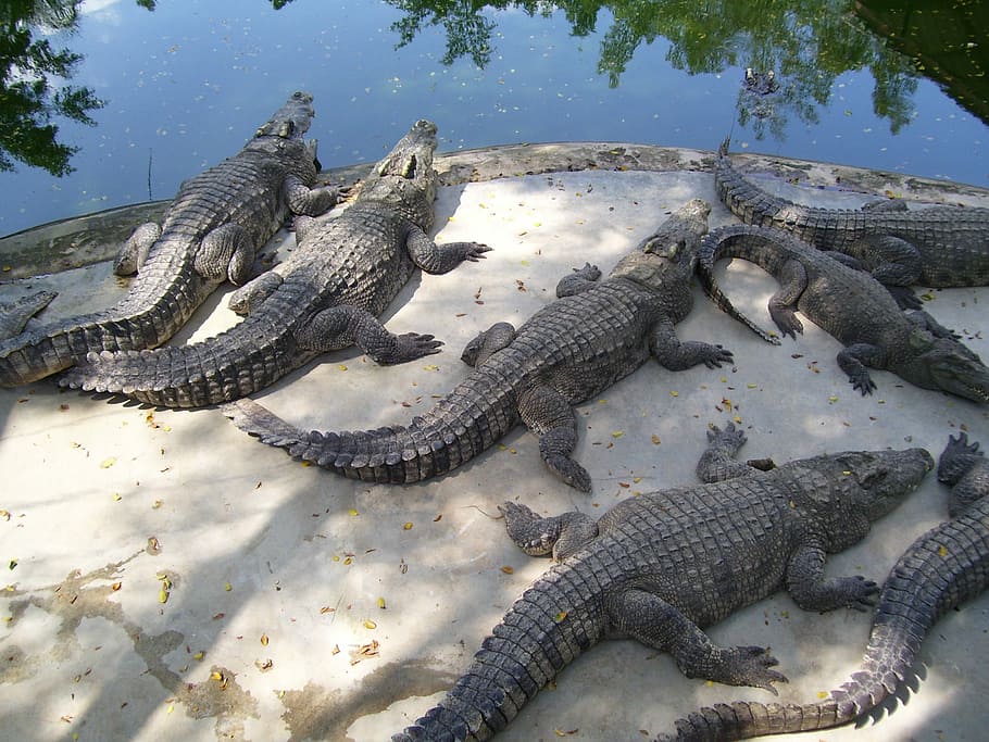 Crocodiles, Animals, Water, the water, reptile, danger, alligator HD wallpaper