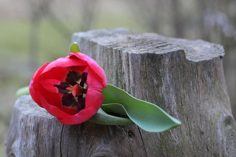 tulip, flower, spring, nature, red, blossom, bloom, plant, wood - material HD wallpaper