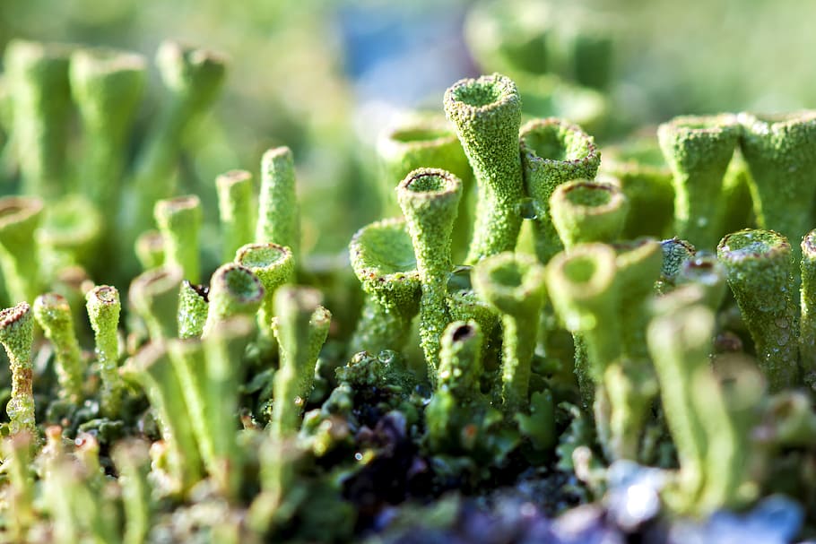 macro, green, moss, dew, plant, close, drop of water, green color HD wallpaper