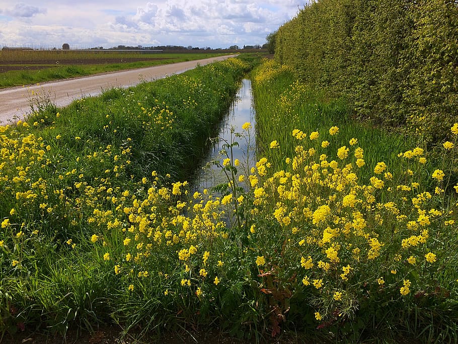 Rapeseed, Ditch, Clouds, Landscape, nature, pasture, polderroad HD wallpaper