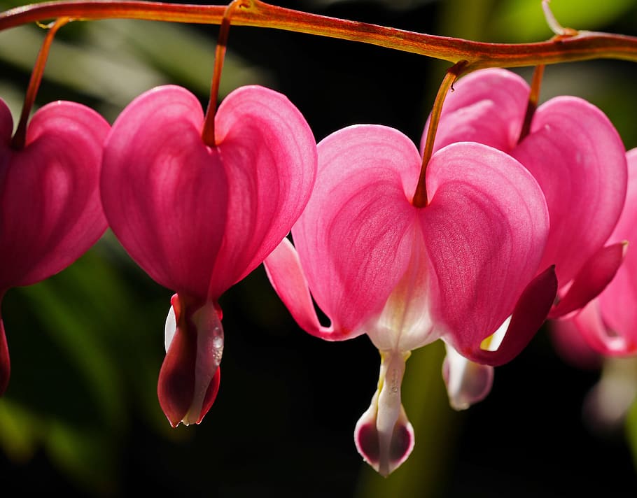 selective focus photography of pink bleeding heart flowers HD wallpaper