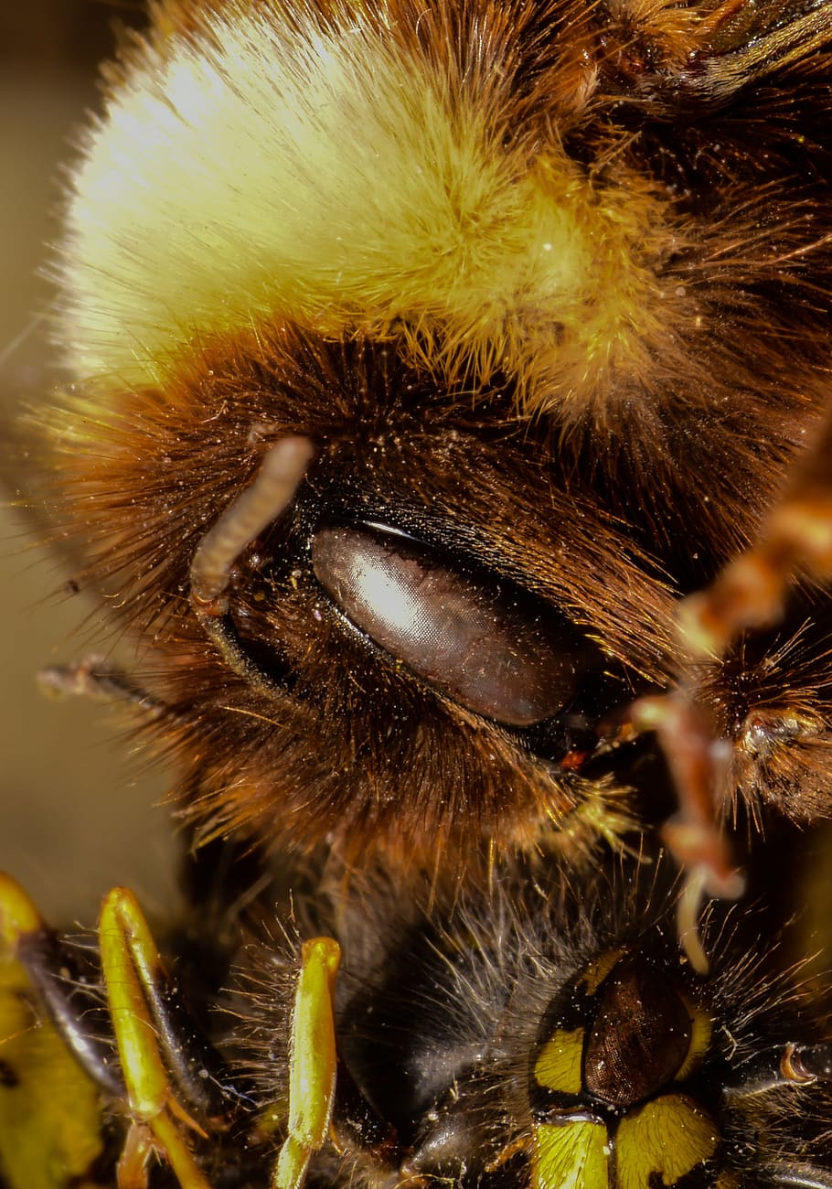 bee, bully, wasp, insect, nature, animal, macro, close-up, yellow HD wallpaper