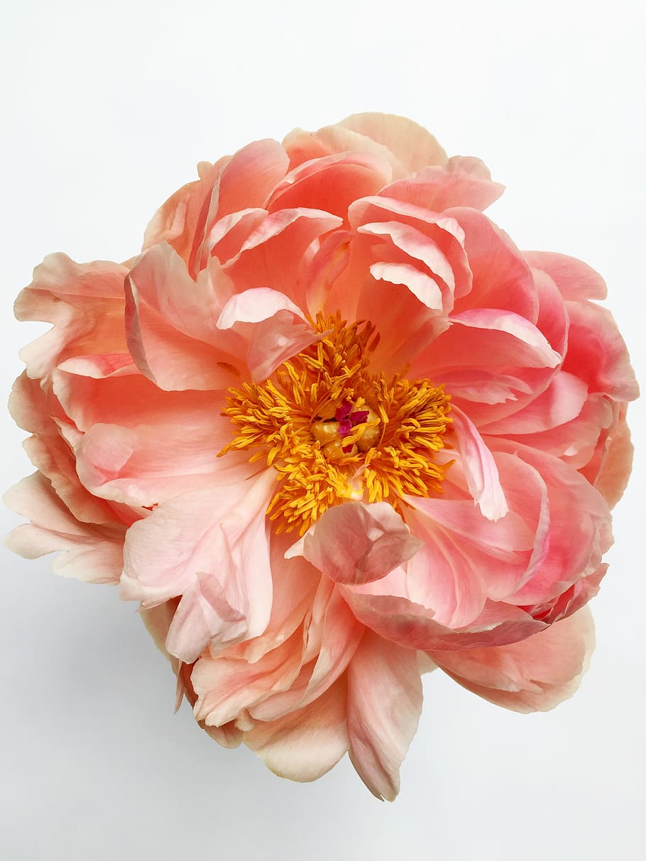 pink flower, peony, spring, floral, blossom, summer, plant HD wallpaper