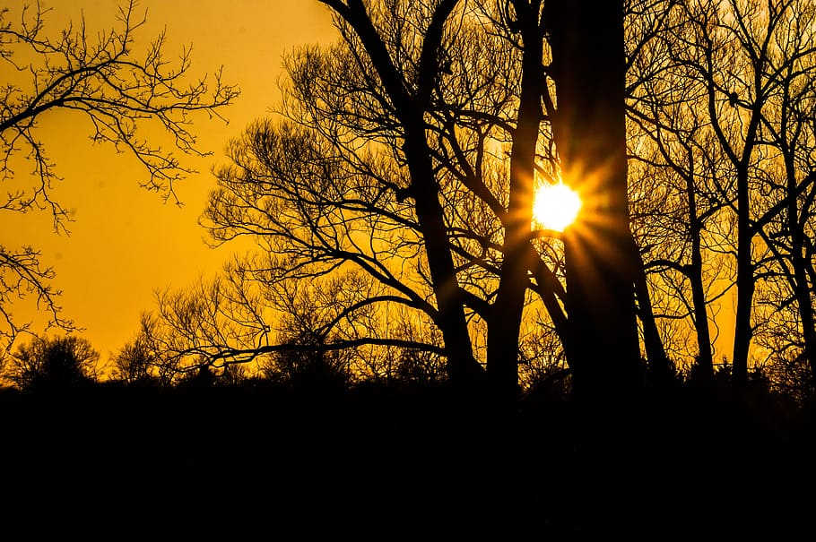 sunray through trees during golden hour, sunset, sunburst, landscape HD wallpaper
