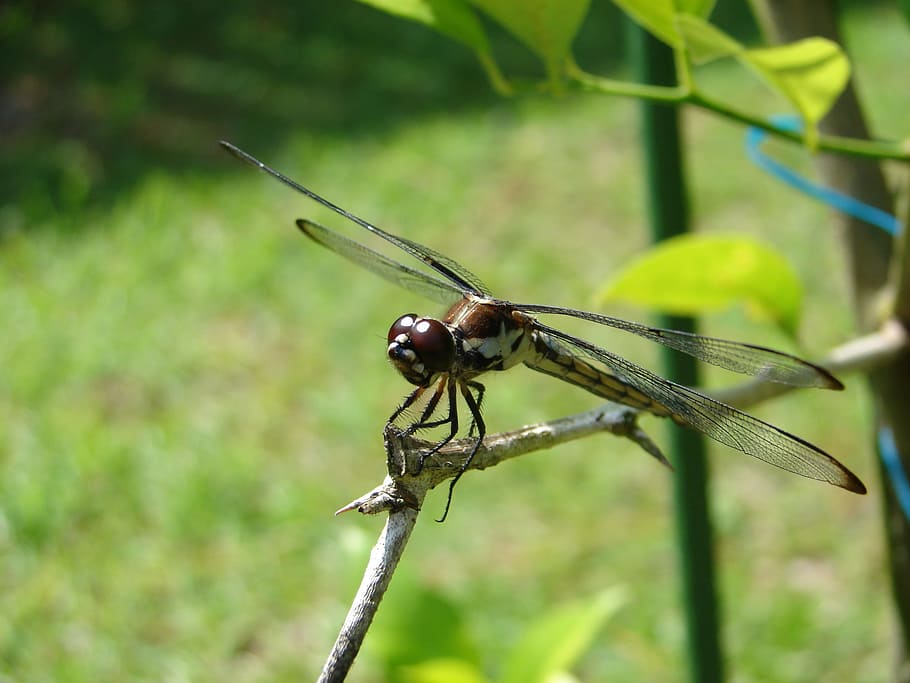 dragonfly, green, brown, bug, insect, closeup, animal themes HD wallpaper