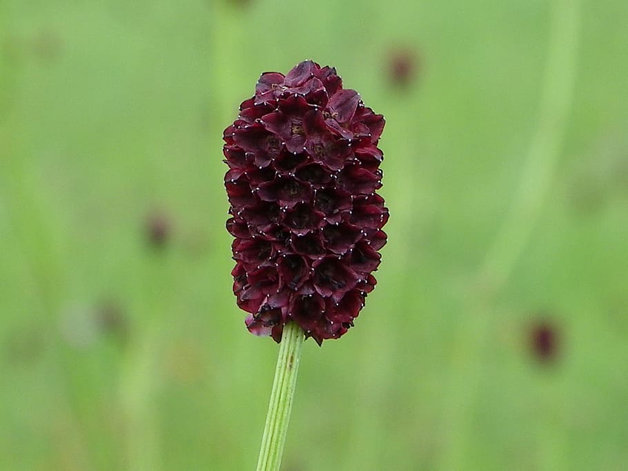 meadow, grass, nature, green, plant, burnet, flower, beauty HD wallpaper