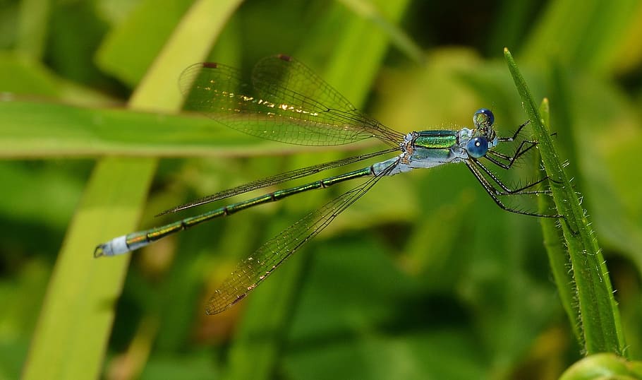 insects, odonata, lestes, sponsa, maid, animal themes, animal wildlife HD wallpaper