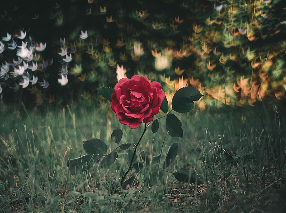 photo of red rose, shallow focus photography of red rose flower HD wallpaper