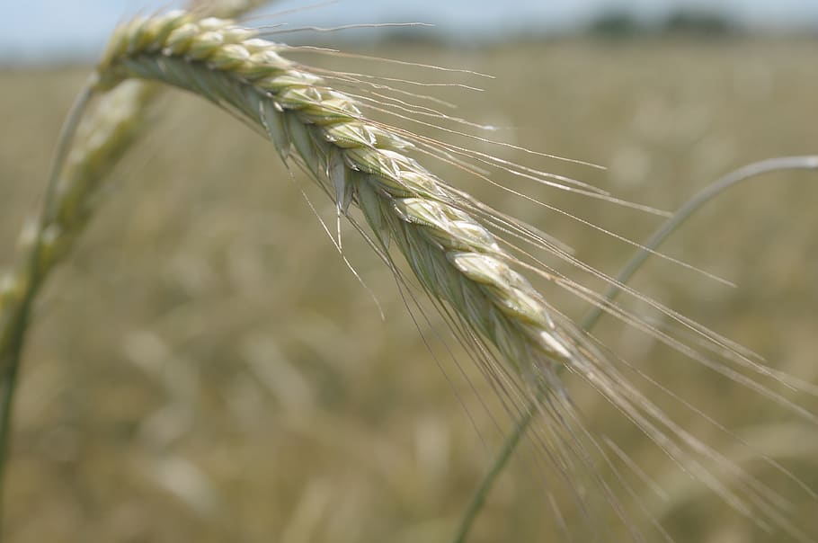 rye, corn, kłos, grains, field, close-up, focus on foreground HD wallpaper