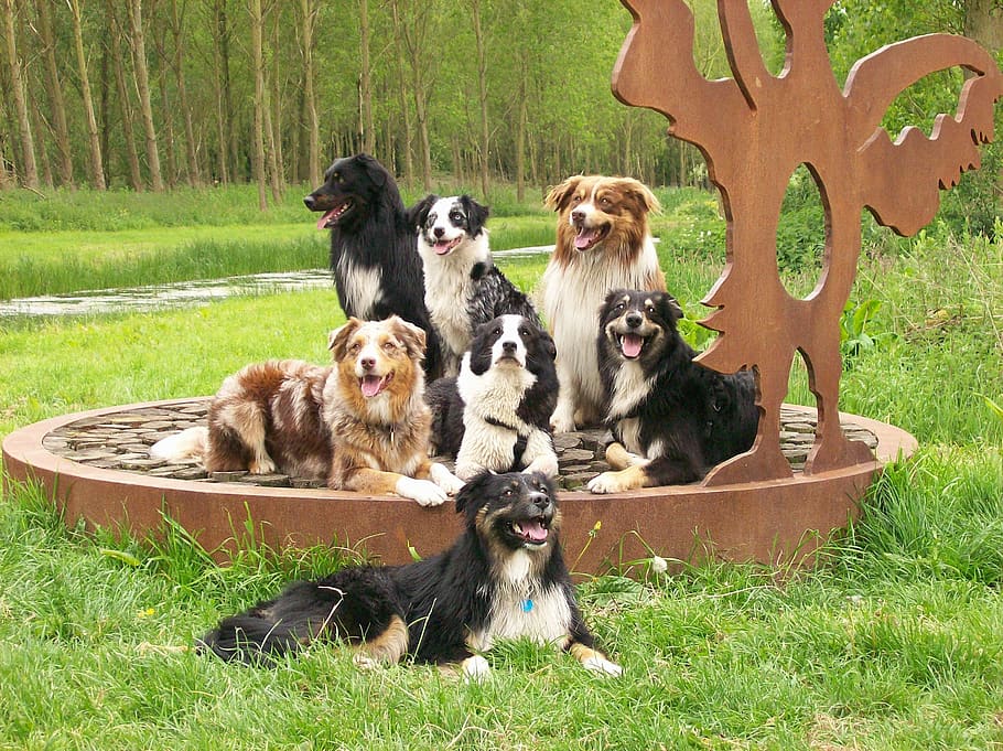 australian sheperds, forest, dogs, group of animals, animal themes HD wallpaper