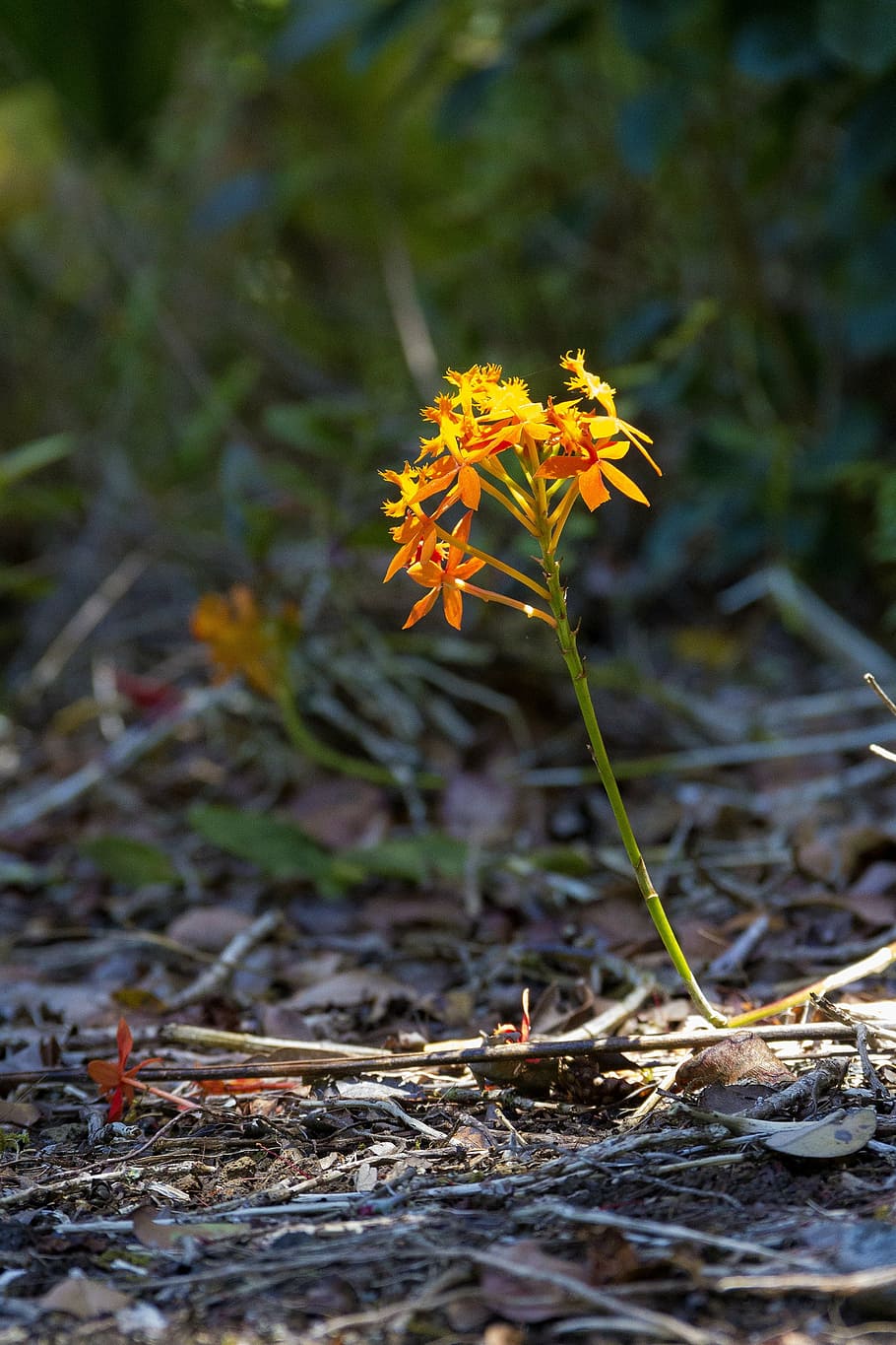 small, yellow, flower, bloom, plant, wild, nature, grass, outdoors HD wallpaper