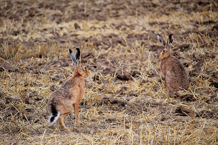 rabbit, field, long eared, animals, nature, animal themes, animals in the wild HD wallpaper
