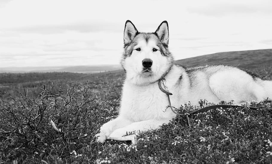 Siberian husky lying on field, grayscale, photo, alaskan, malamute HD wallpaper
