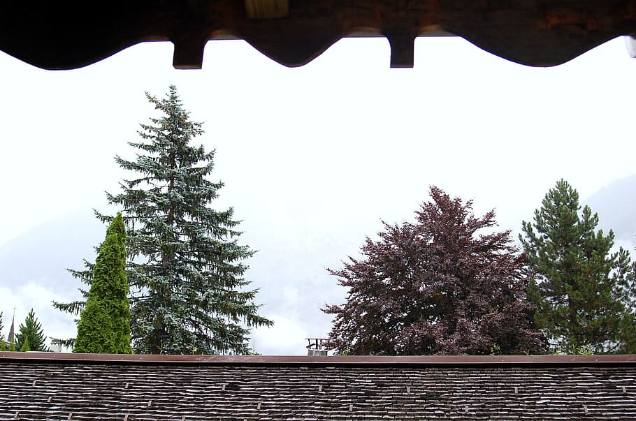 Fir, Tree, Nature, Texture, Landscape, trees, window, views HD wallpaper