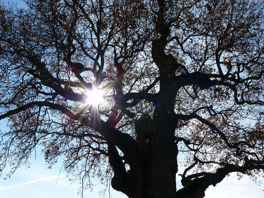tree, autumn mood, back light, nature, aesthetic, branches HD wallpaper
