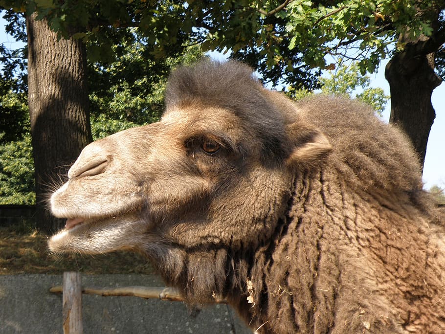 bactrian camel, head, mammal, animal themes, one animal, tree HD wallpaper