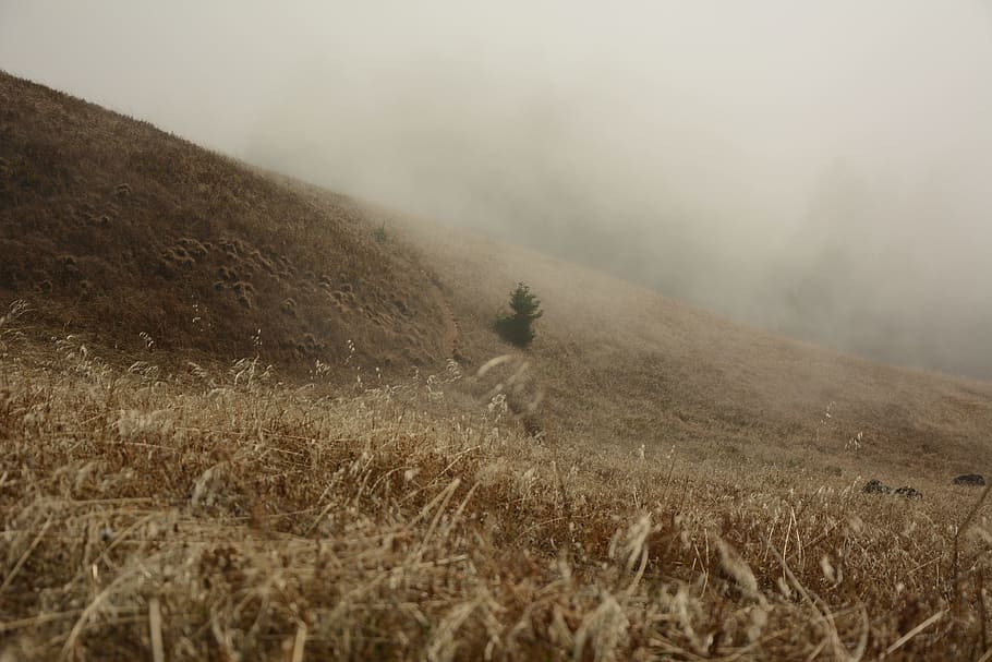 photo of brown plant field, hillside, meadow, grass, landscape HD wallpaper