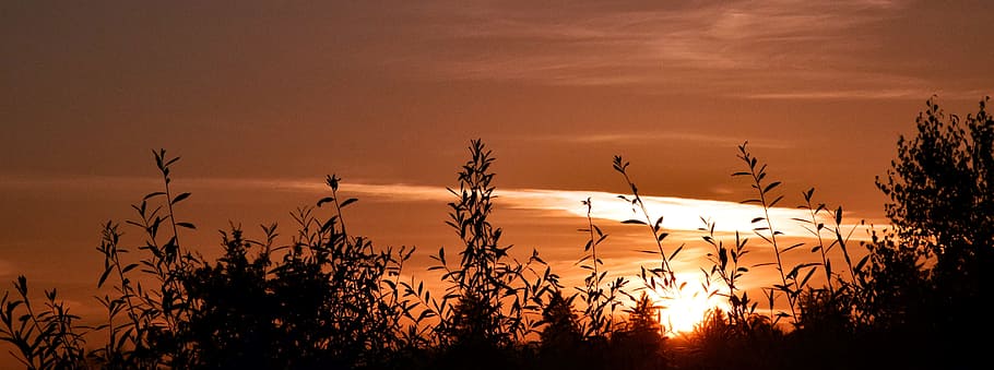 Sunrise, Grasses, Nature, morgenstimmung, mood, sky, orange HD wallpaper