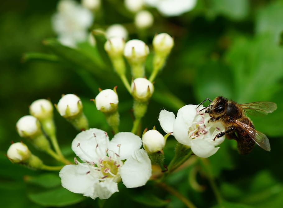 apple blossom, apple tree, bee, pollination, bloom, white, insect HD wallpaper