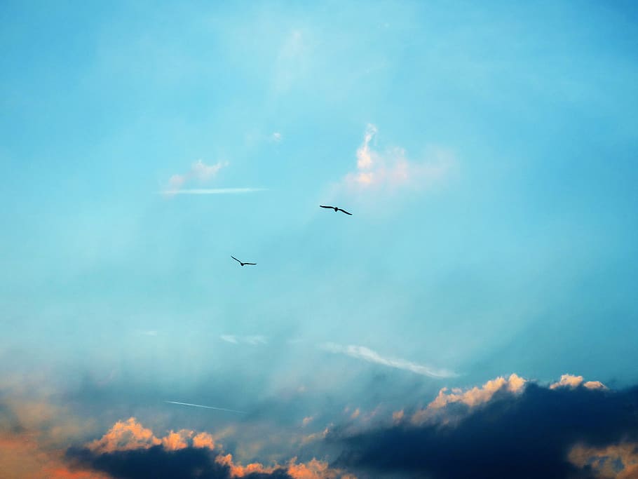 two flying birds on sky at daytime, two birds flying, Evening HD wallpaper