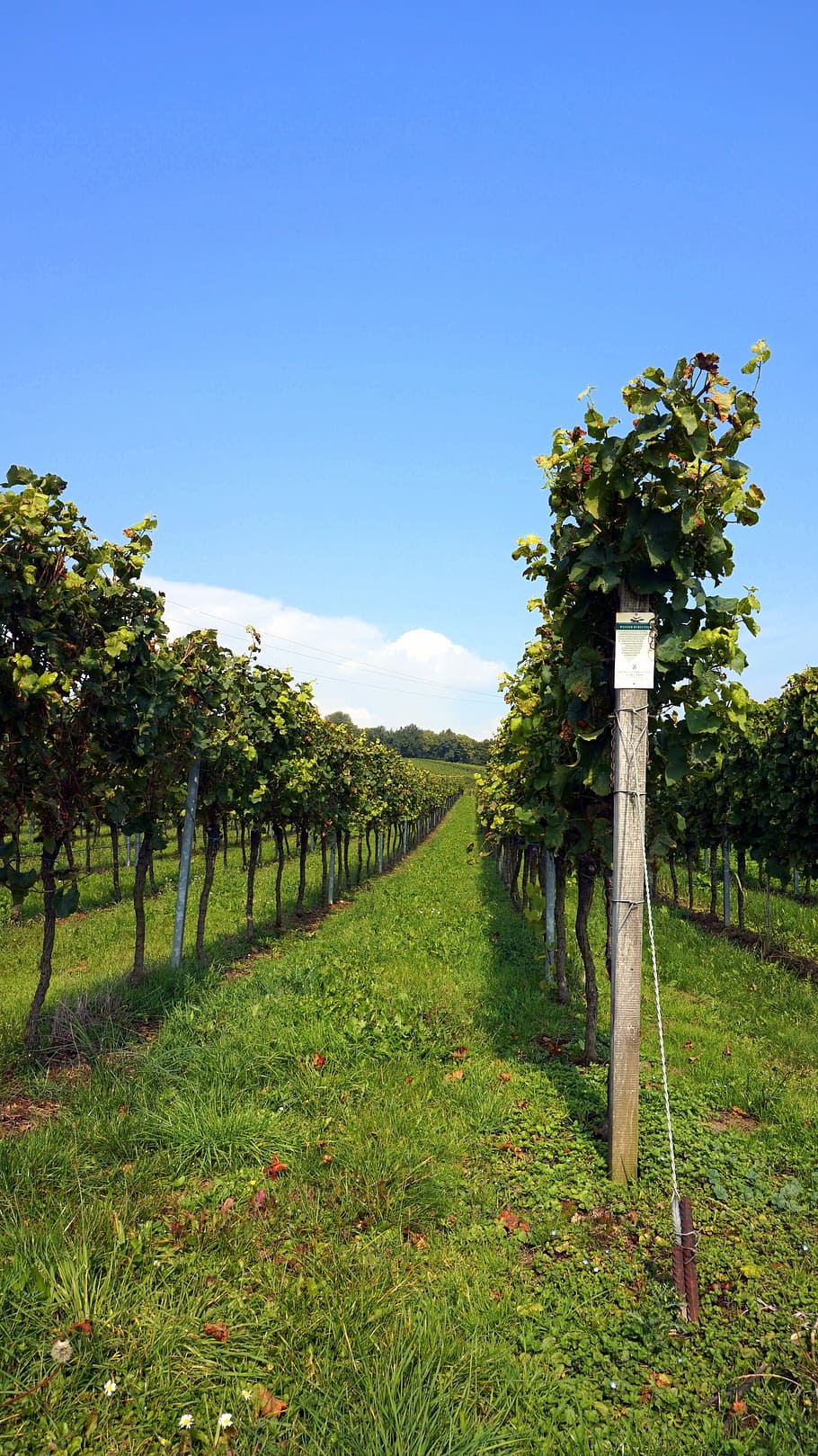 vineyard, wingert, vines, landscape, summer, sky, plant, growth HD wallpaper