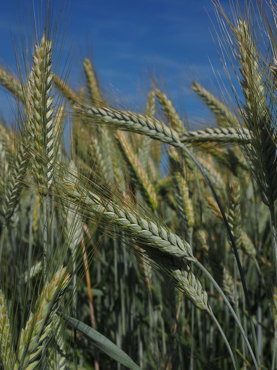 barley, barley field, cereals, agriculture, grain, ear, nourishing barley, HD wallpaper