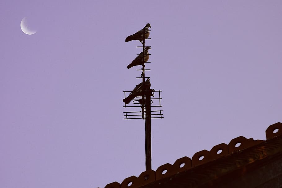 pigeon, moon, roof, low angle view, sky, communication, nature HD wallpaper