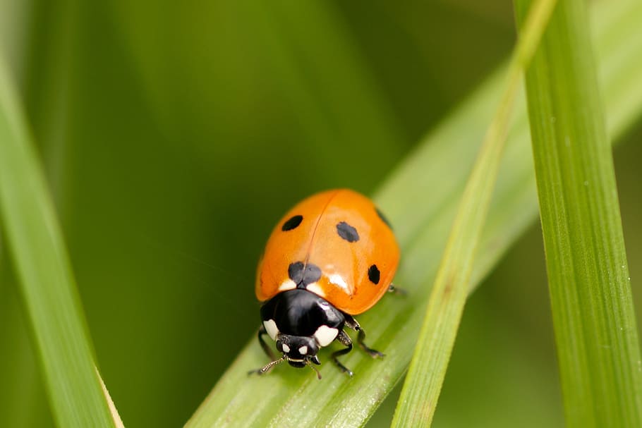 ladybug, red, beetle, lucky charm, points, nature, close, siebenpunkt HD wallpaper