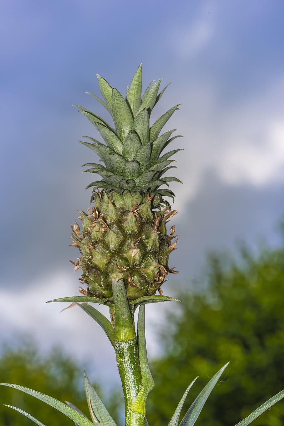 Mini, Pineapple, Plan, Eat, mini pineapple, tropical, fruit HD wallpaper