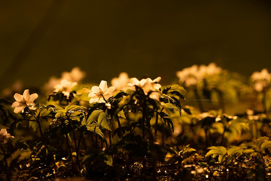 background, nature, plant, blur, close, golden, color, flower HD wallpaper