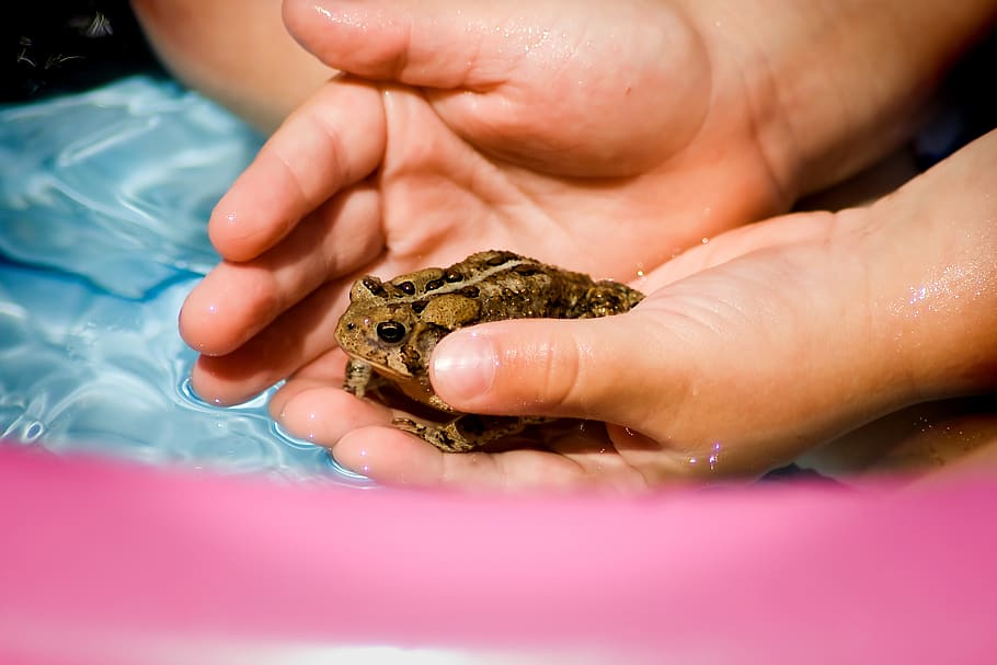 toad, hands, water, kid hands, frog, holding toad, animal themes HD wallpaper