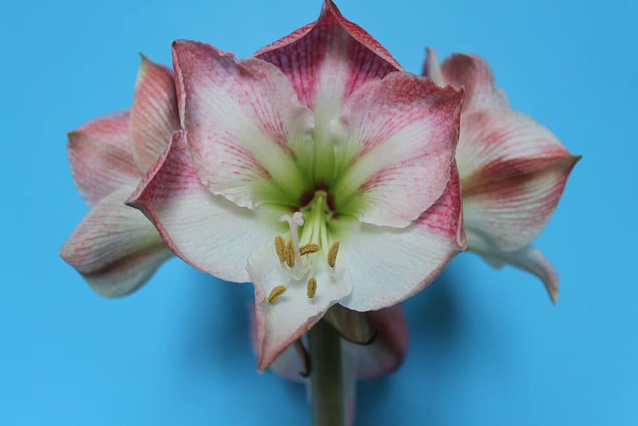my, beautiful, flower, flowering plant, freshness, fragility HD wallpaper