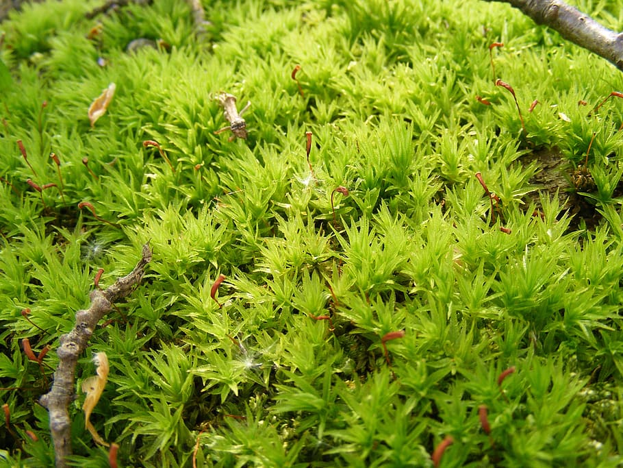climacium, damp, dendroides, evergreen, moss, northern, shady HD wallpaper