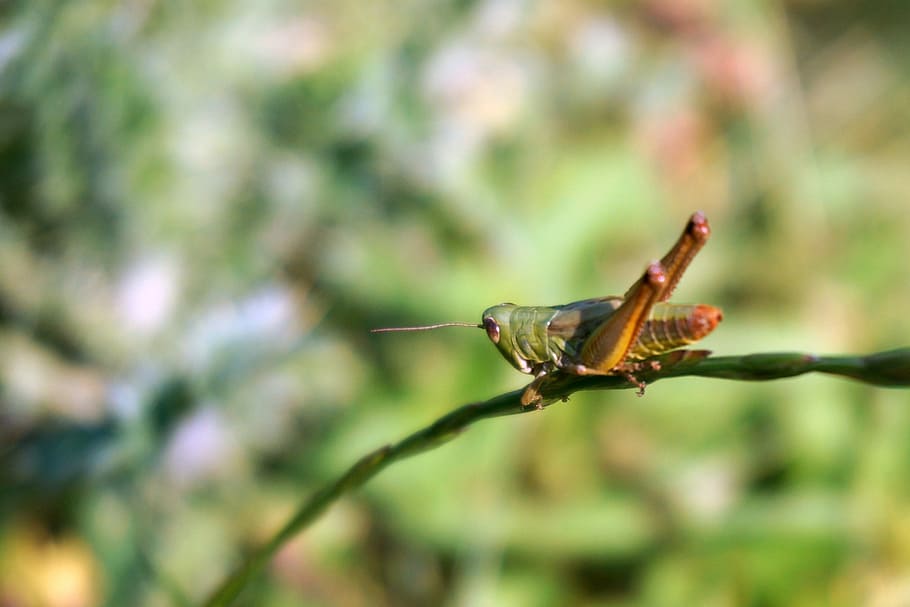 Grasshopper, Focus, Nature, Macro, wildlife, bug, locust, garden HD wallpaper