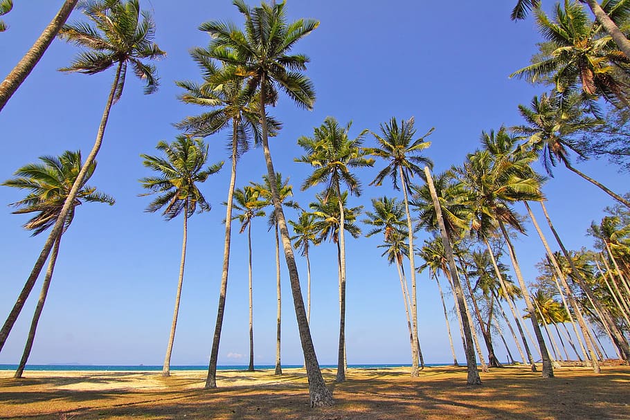 coconut trees on shore, beach, idyllic, island, nature, palm trees HD wallpaper