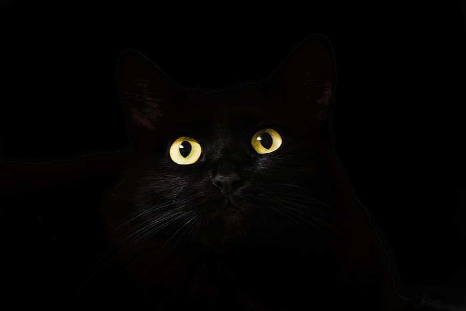 black cat wallpaper, view, cat eyes, cat looking, cute, animal themes, HD wallpaper