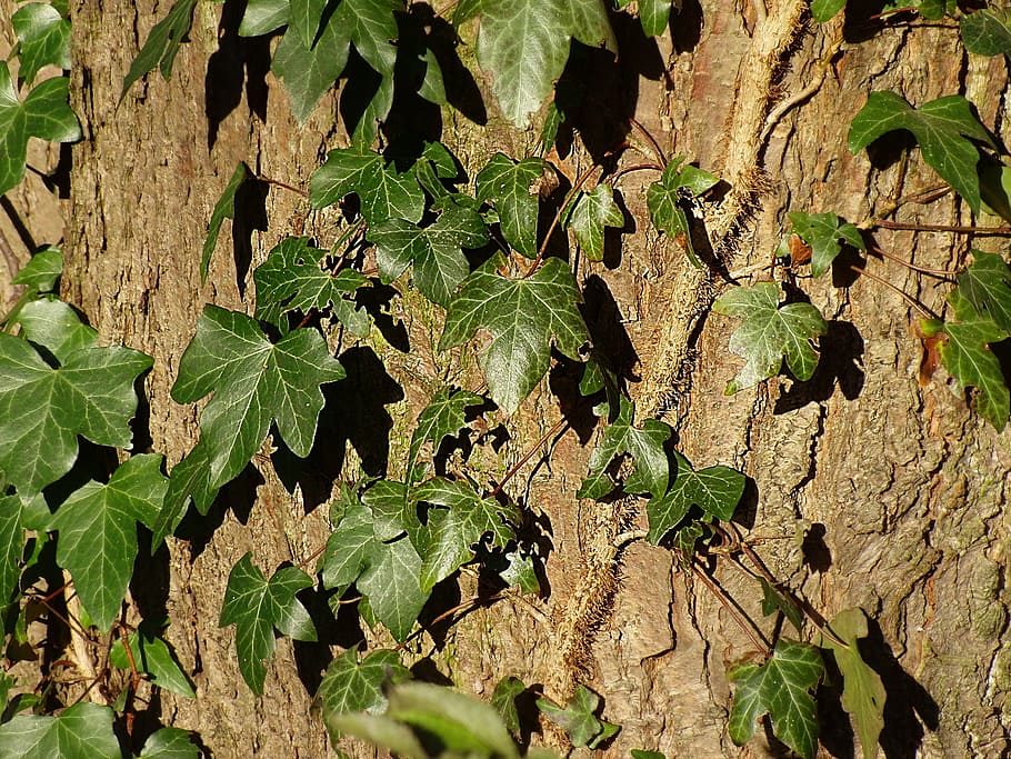 ivy, tree, background, log, climber, nature, bark, creeper HD wallpaper