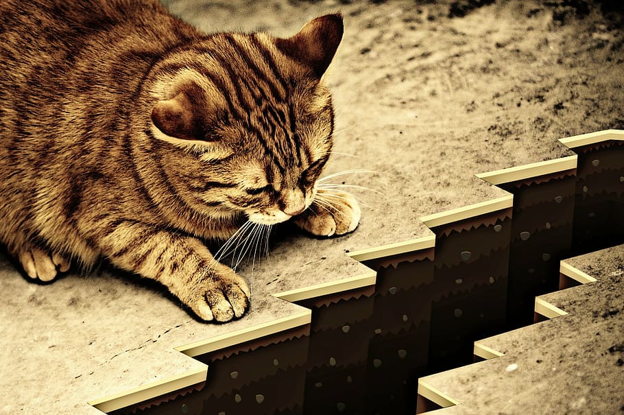 brown tabby cat on brown surface, sepia, abyss, caution, risk HD wallpaper