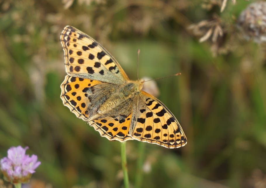 butterfly, insect, close, meadow, macro, animal themes, invertebrate HD wallpaper