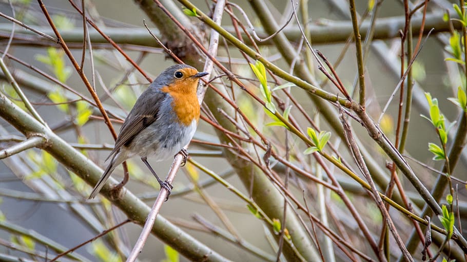 selective focus photography of European robin perching on branch HD wallpaper