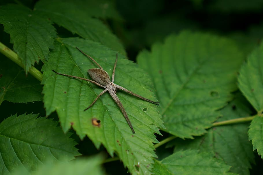 list spider, pisaura mirabilis, predator spiders, pisauridae, HD wallpaper