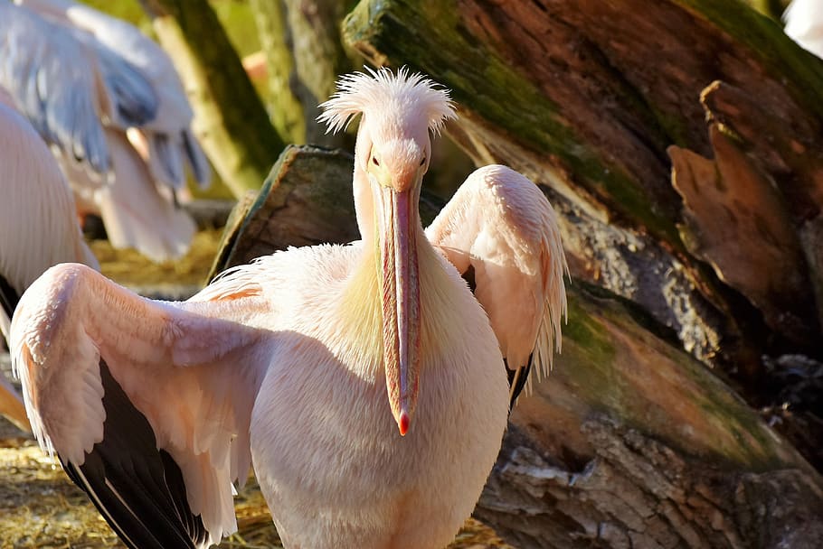 closeup photo of white toucan, pelikan, water bird, pink pelican, HD wallpaper