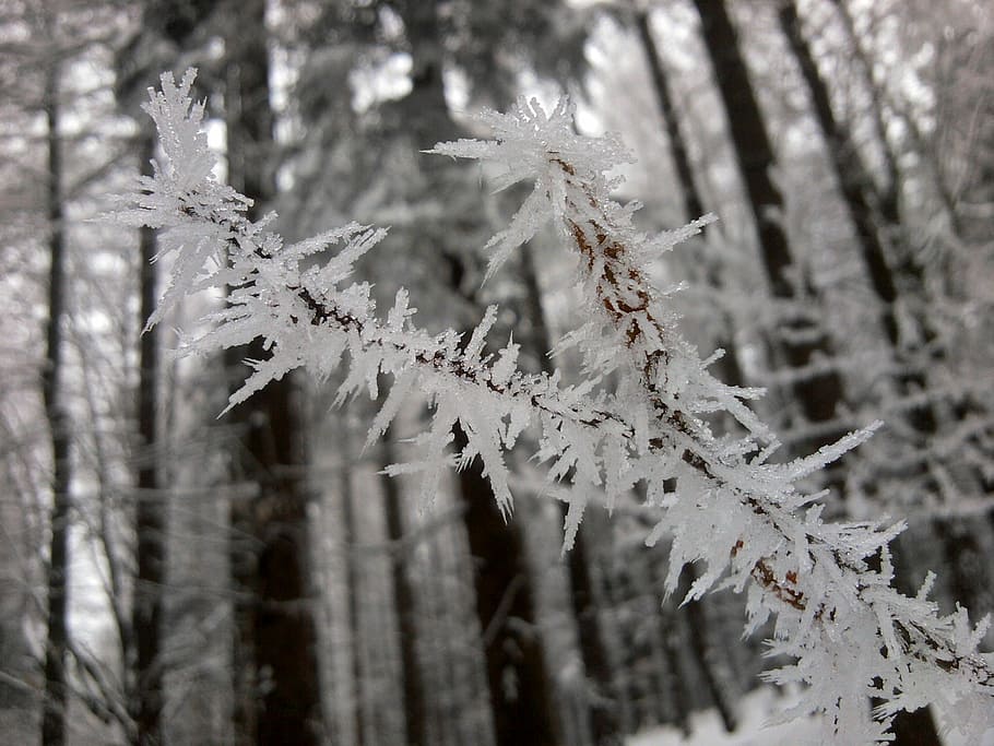 Winter, Freeze, Forest, Snow, Frost, Ice, icy, cold, tree, cold temperature HD wallpaper