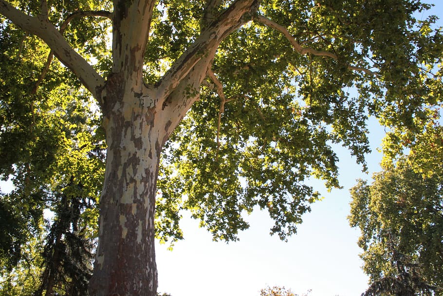 tree, sycamore, autumn, plant, tree trunk, growth, low angle view HD wallpaper