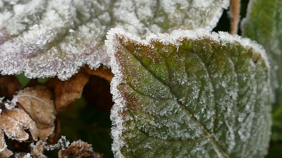 Leaf, Hoarfrost, Crystals, Cold, eiskristalle, nature, frozen HD wallpaper