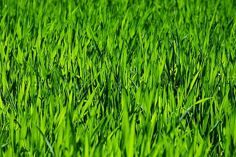 green grass field, meadow, rush, growth, plant, nature, powerful HD wallpaper