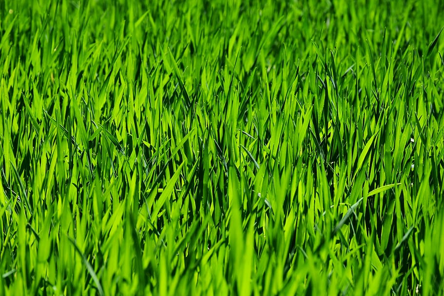 green grass field, meadow, rush, growth, plant, nature, powerful HD wallpaper