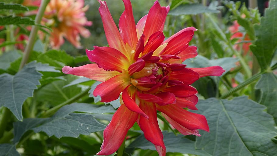 dahlia, pink, rays, summer, flowering plant, fragility, vulnerability HD wallpaper