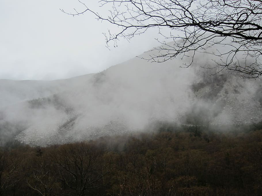 green mountain with full of fog, black, branches, gray, mountains HD wallpaper